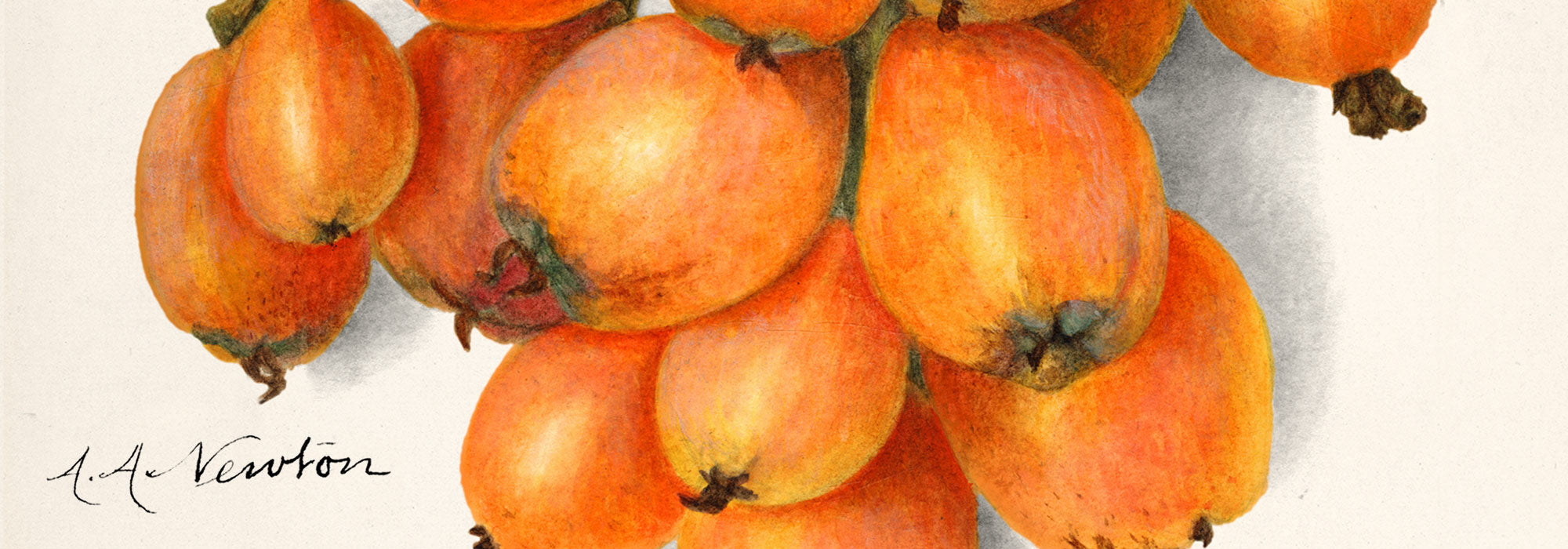 Botanical illustration from the Amanda Almira Newton collection, featuring detailed flowers and plants in a classic yet modern style for timeless home decor