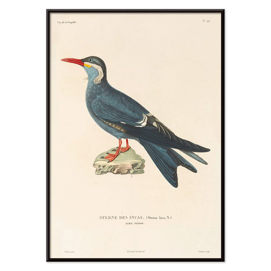 Stern des Incas bird illustration and poster by Louis Isidore Duperrey from Voyage autour du monde Pl 153 bird standing on rock, with black aluminium frame on white background