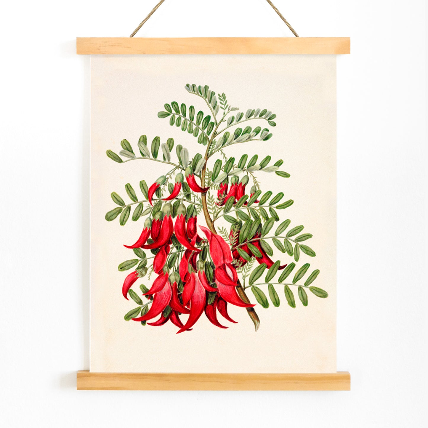 Antique plant Kowhai Clianthus puniceus botanical illustration and poster with red flowers and green leaves by Sarah Featon, with wooden magnetic frame on white background