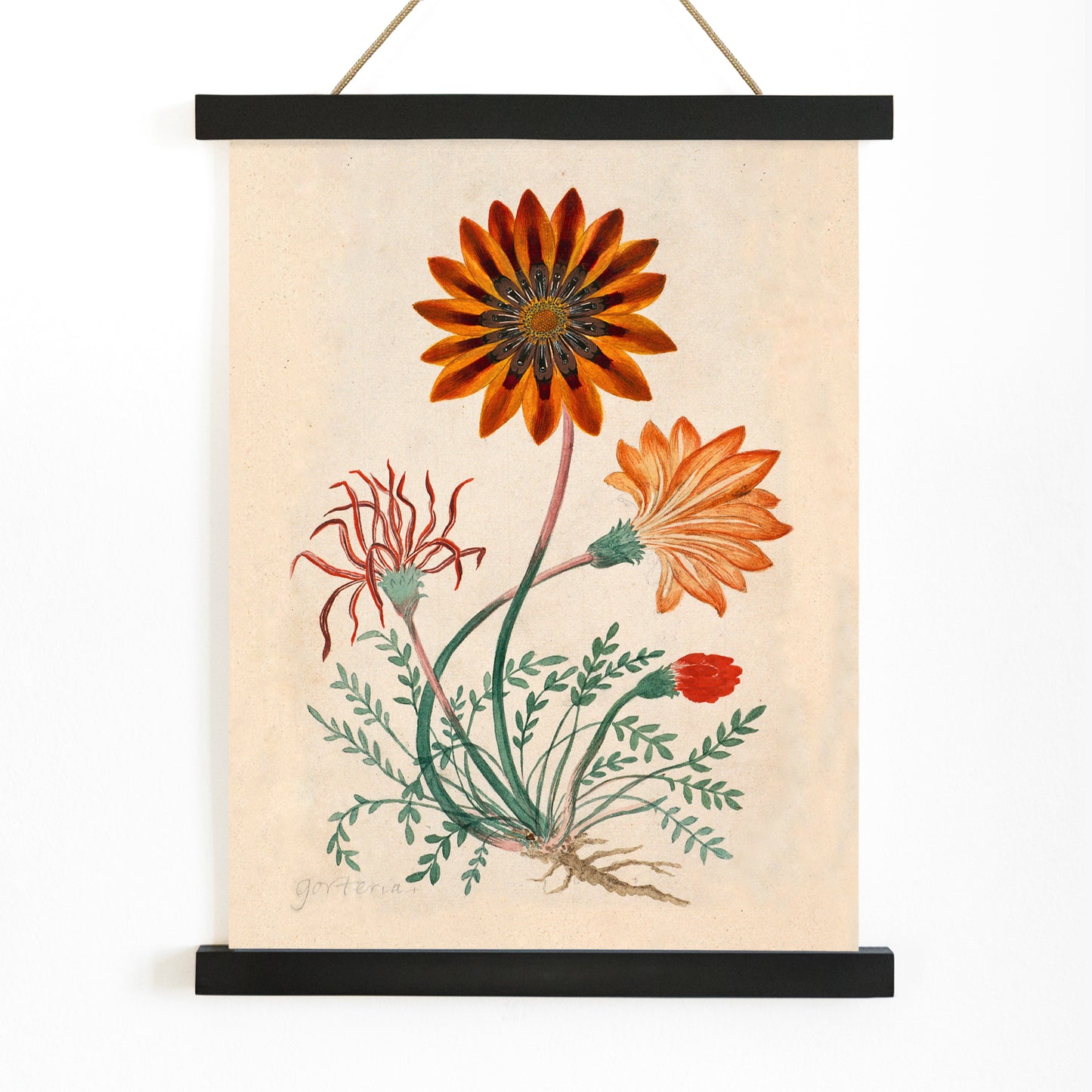 Botanical illustration poster of orange and red Gorteria diffusa flowers with green leaves by Robert Jacob Gordon, with wooden magnetic frame on white background