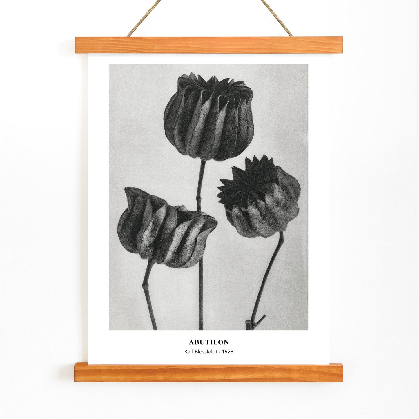 Close up and poster of Abutilon Lime Mallow pods from Urformen der Kunst by Karl Blossfeldt with detailed botanical texture, with wooden magnetic frame on white background
