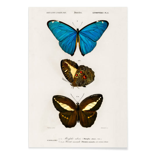 Colorful butterflies illustration by Charles Dessalines D Orbigny poster artwork different types of butterfly, with black aluminium frame on white background