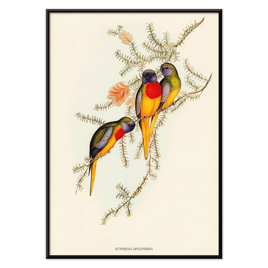 Splendid Grass-Parakeet artwork by Euphema Splendida featuring three vibrant birds perched on colorful foliage, with black aluminium frame on white background