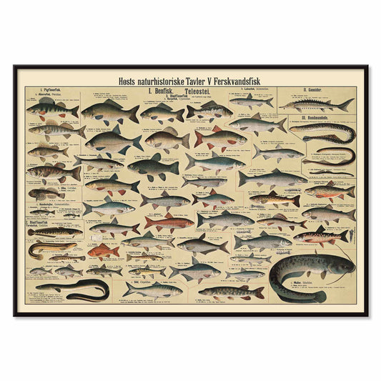 Dr. W. Raschke freshwater fish chart poster with detailed scientific freshwater species in vintage beige, grey, blue and brown tones, with black aluminium frame on white background