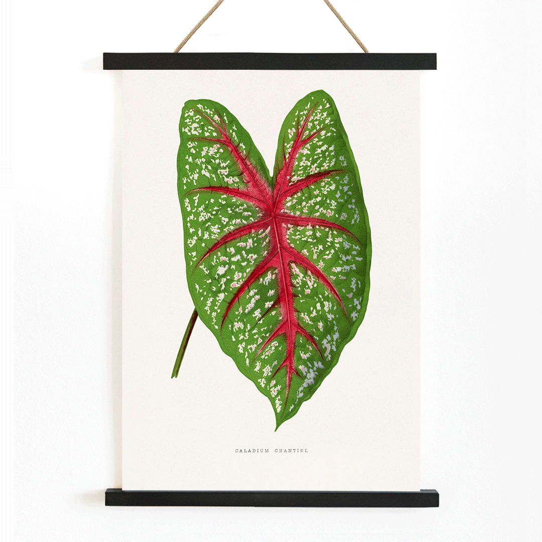 Green Caladium Chantini poster from Les Plantes a Feuillage Colore illustrated by Benjamin Fawsett showing vibrant green leaf with red veins, with wooden magnetic frame on white background