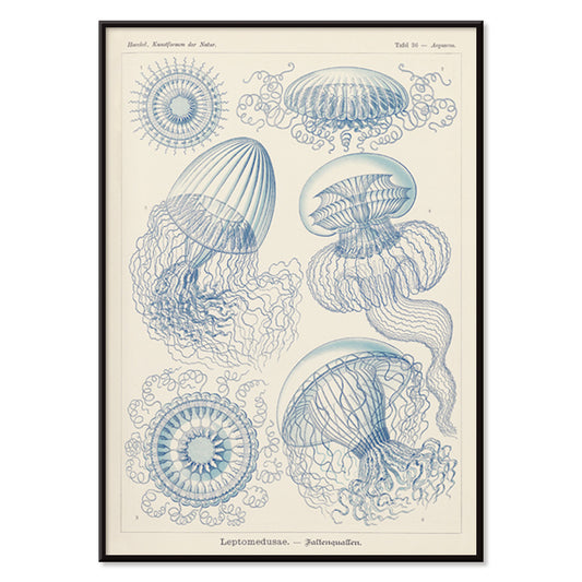 Detailed blue scientific illustration of Leptomedusae jellyfish by Ernst Haeckel poster wall decor, with black aluminium frame on white background