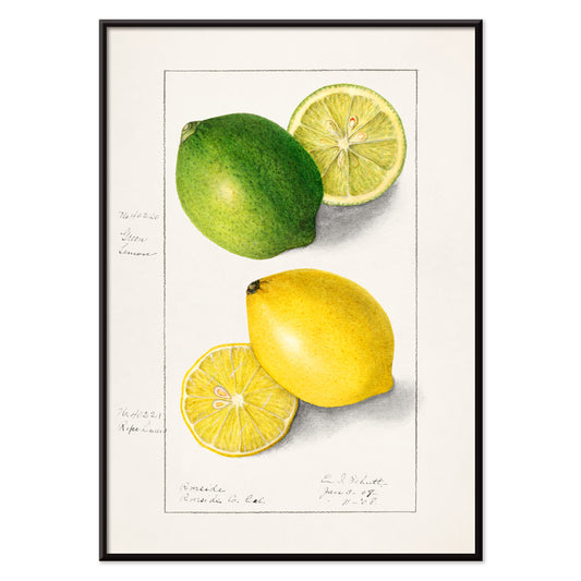 Botanical illustration and poster of green and yellow lemons with slices by Ellen Isham Schutt titled Lemons Citrus Limon, with black aluminium frame on white background