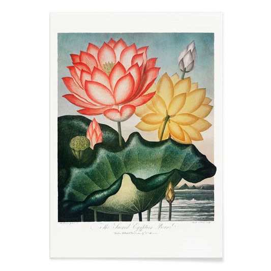 Botanical illustration and poster of vibrant red and yellow lotus flowers with large green leaves The Sacred Egyptian Bean from The Temple of Flora by Robert John Thornton, with black aluminium frame on white background