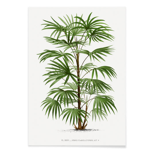 Botanical illustration poster of a palm tree from Les Palmiers Histoire Iconographique by Oswald de Kerchove de Denterghem, with black aluminium frame on white background