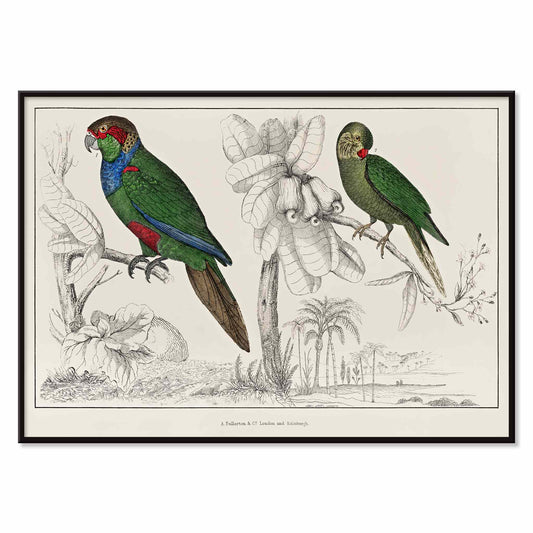 Colorful parakeets perched on branches illustrated by Oliver Goldsmith from The History of the Earth and Animated Nature poster, with black aluminium frame on white background