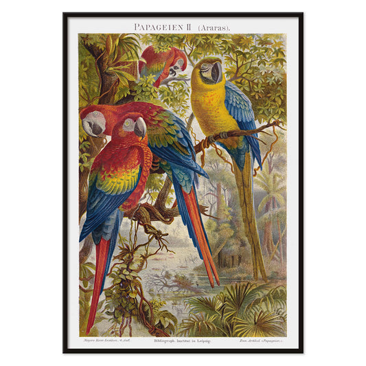 Colorful parrots in a lush jungle artwork Papageien II by Institut of Leipzig poster for wall decor, with black aluminium frame on white background