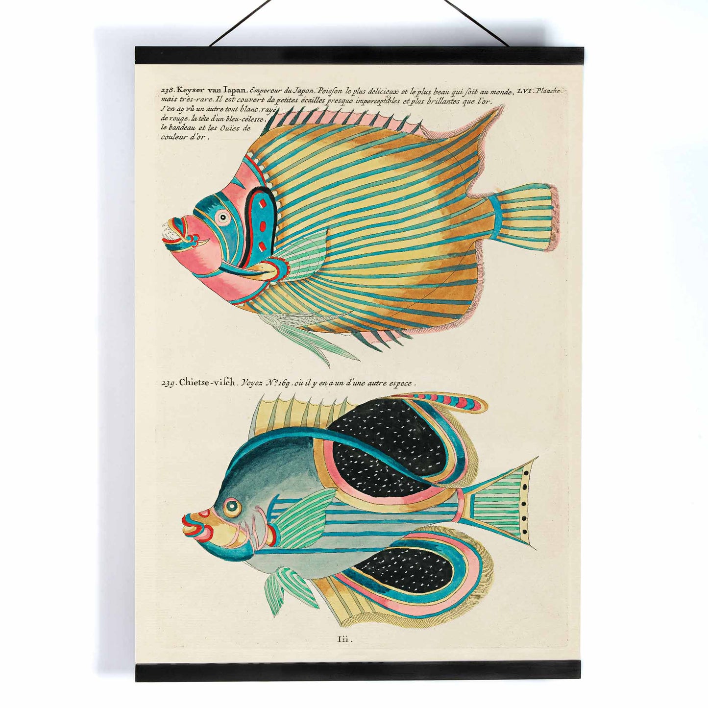 Colorful surreal fish illustrations poster by Louis Renard from Histoire naturelle des plus rares curiositez de la mer des Indes Moluccas and East Indies, with wooden magnetic frame on white background