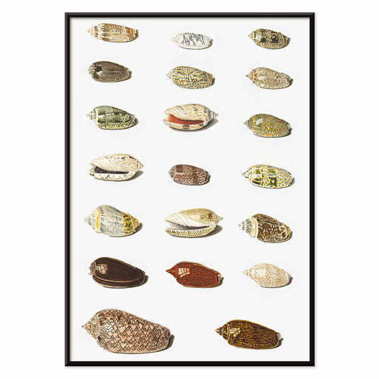 Exotic tropical seashells arranged in rows artwork by Johann Gustav Hoch from Twenty Tropical Shells, with black aluminium frame on white background