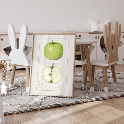 Green apple whole and sliced botanical illustration and poster artwork Apples Malus Domestica by Amanda Almira Newton, framed and displayed in home decor