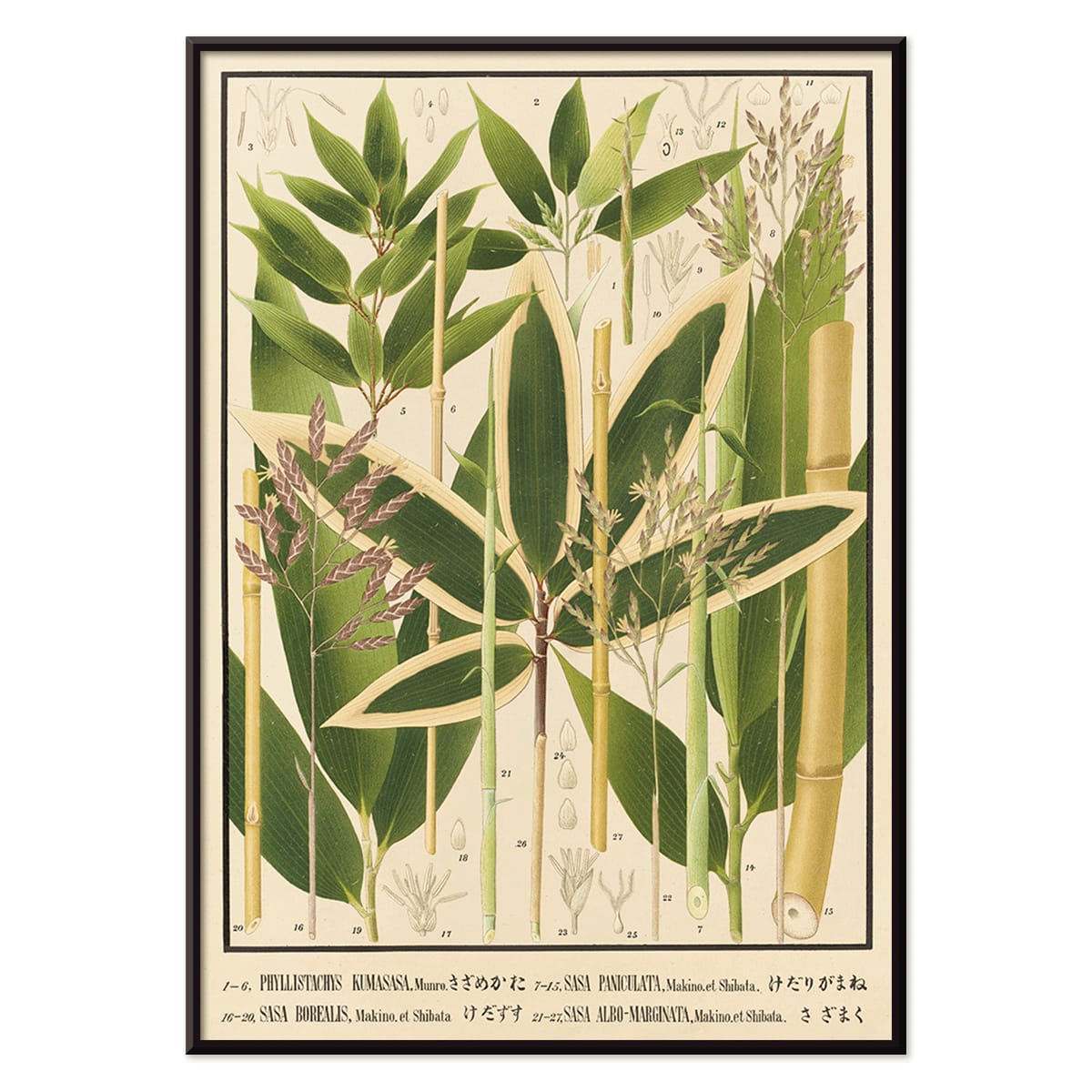 Botanical illustration and poster of various bamboo species from Japan by Yasuyoshi Shirasawa Icones of the bamboos of Japan Nihon chikurui zufu Pl 11 detailed botanical artwork, with black aluminium frame on white background