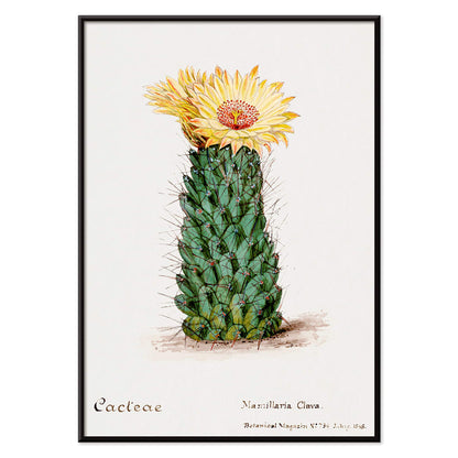Beehive cactus illustration and poster blooming cactus from Familie Der Cacteen, with black aluminium frame on white background