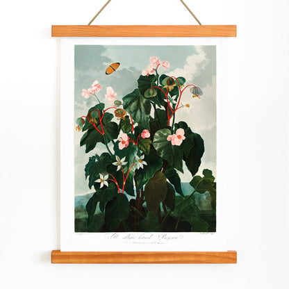 Botanical illustration and poster of The Oblique Leaved Begonia by Robert John Thornton featuring lush begonias and a butterfly in a scenic setting, with wooden magnetic frame on white background