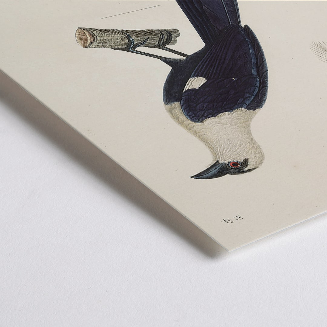 Closeup detail of Bird perched on a branch by Louis-Isidore Duperrey from Voyage autour du monde Pl 139 illustration and poster