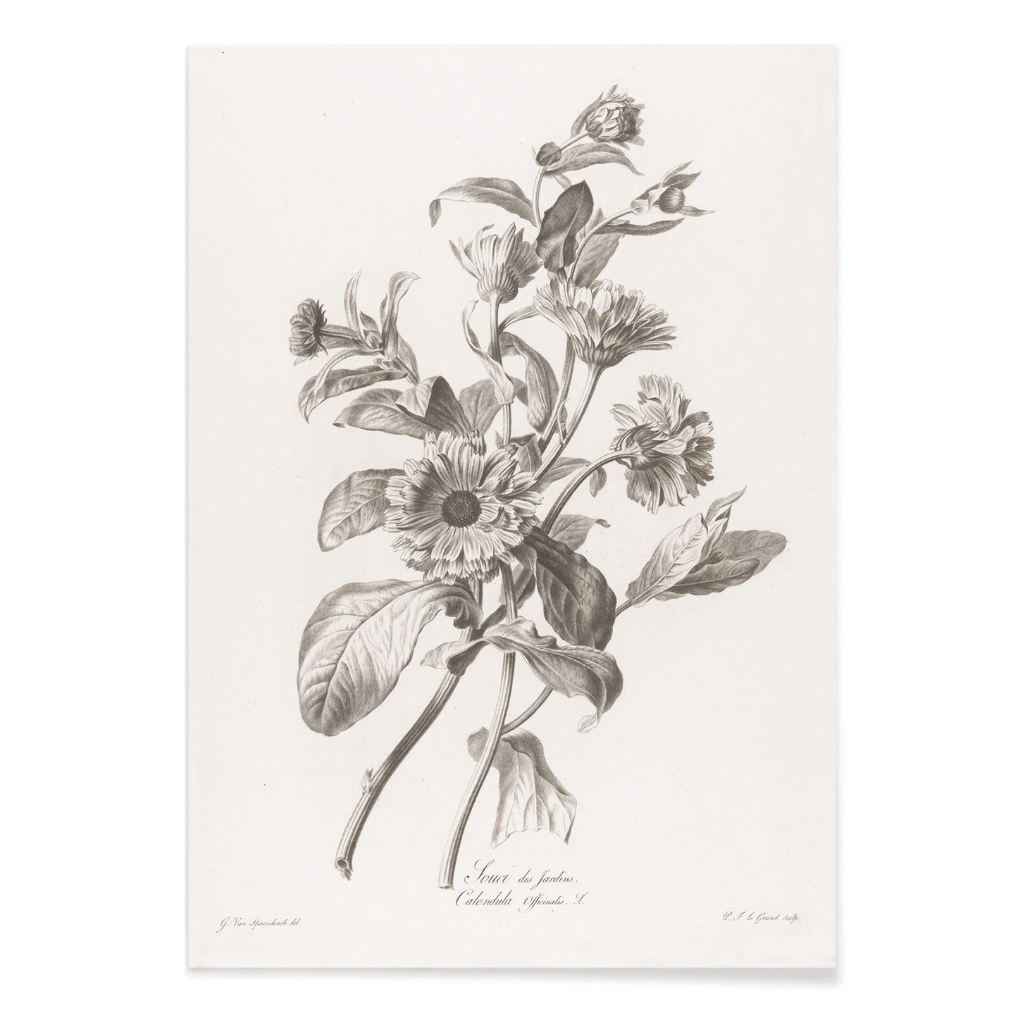 Black and white botanical illustration of marigold flowers by Pierre Francois Legrand titled Black and White Marigold poster, with black aluminium frame on white background