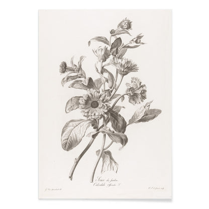 Black and white botanical illustration of marigold flowers by Pierre Francois Legrand titled Black and White Marigold poster, with black aluminium frame on white background