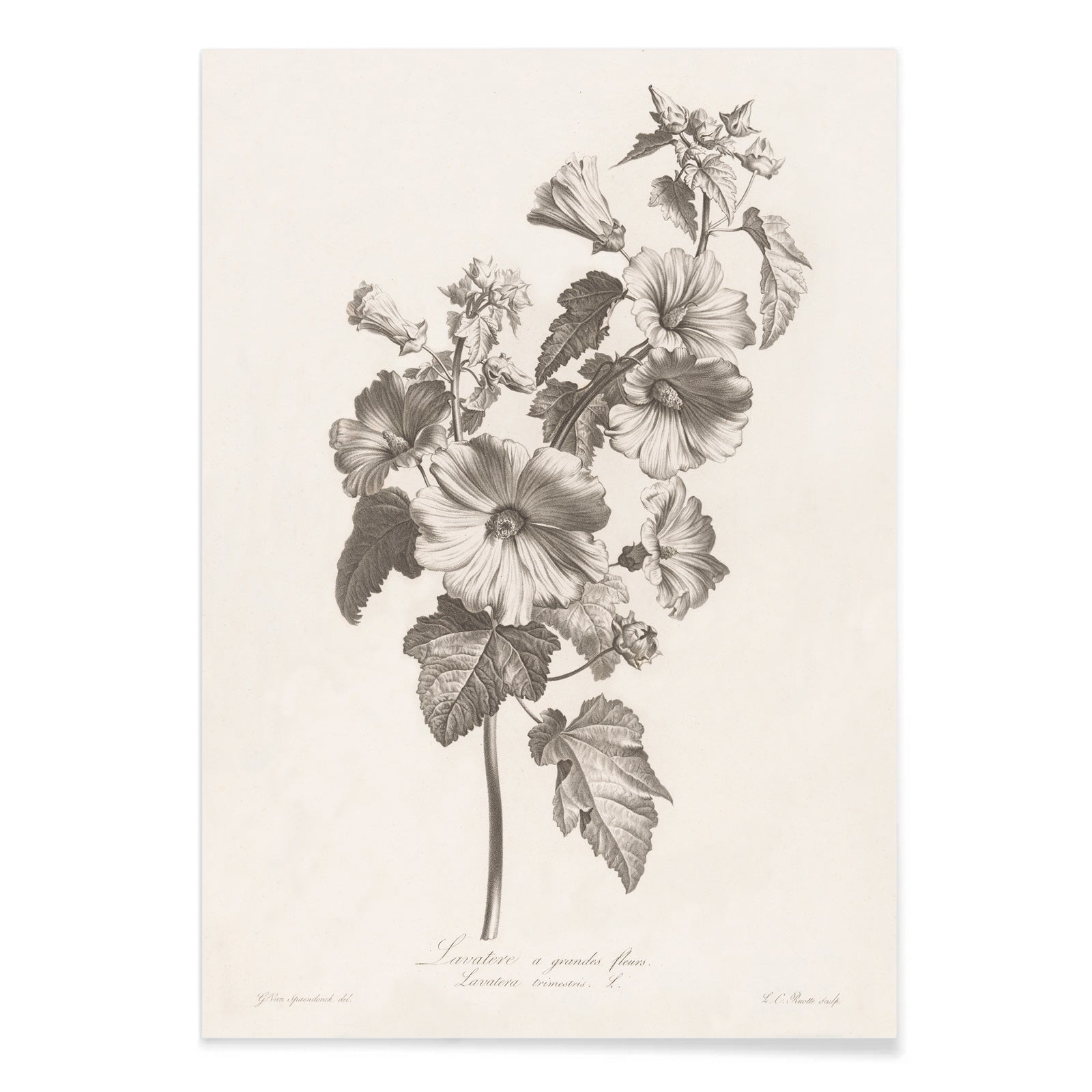Botanical illustration and poster of large-flowered lavatera with detailed leaves and blooms by Louis Charles Ruotte artwork, with black aluminium frame on white background