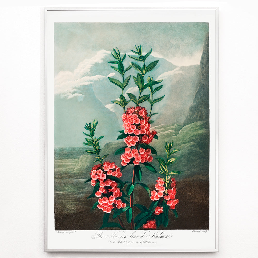 Closeup detail of Narrow leaved kalmia botanical illustration and poster by Robert John Thornton featuring vibrant pink flowers green leaves and mountain background from The Temple of Flora