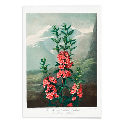 Narrow leaved kalmia botanical illustration and poster by Robert John Thornton featuring vibrant pink flowers green leaves and mountain background from The Temple of Flora, with black aluminium frame on white background