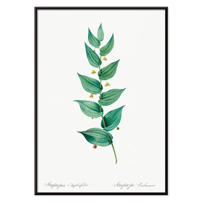 Botanical illustration poster of twistedstalk plant from Les liliacees by Pierre Joseph Redoute with green leaves and berries, with black aluminium frame on white background