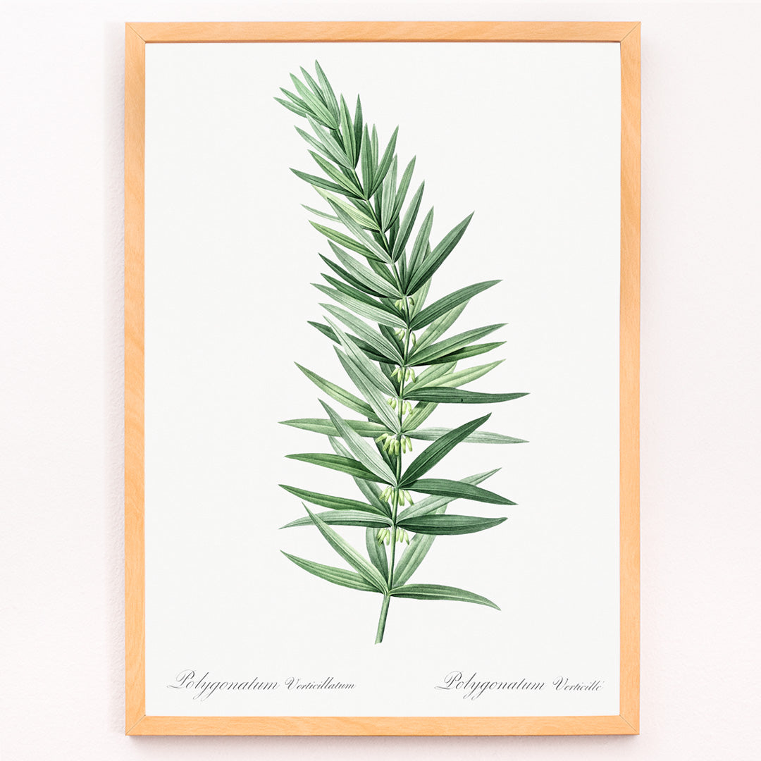 Closeup detail of Whorled Solomons seal botanical illustration by Pierre-Joseph Redoute detailed artwork poster on white background