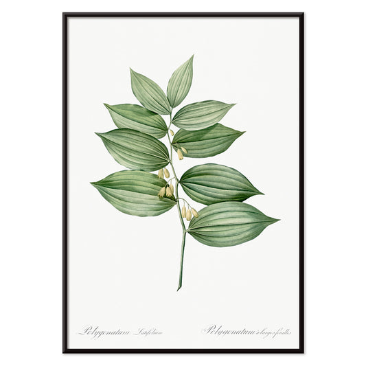King Solomons seal botanical illustration and poster by Pierre-Joseph Redoute from Les liliacees botanical artwork, with black aluminium frame on white background