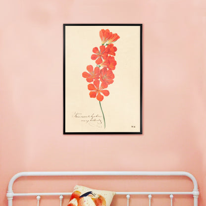 Botanical illustration and poster of vibrant orange and red Tritonia Crocata Flame Freesia flower artwork by Hendrik Schwegman on light background, framed and displayed in home decor