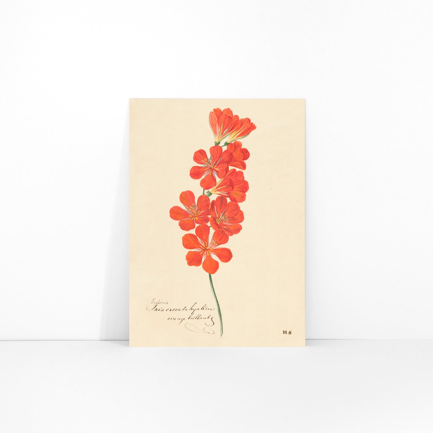 Botanical illustration and poster of vibrant orange and red Tritonia Crocata Flame Freesia flower artwork by Hendrik Schwegman on light background, framed and displayed in modern living room decor