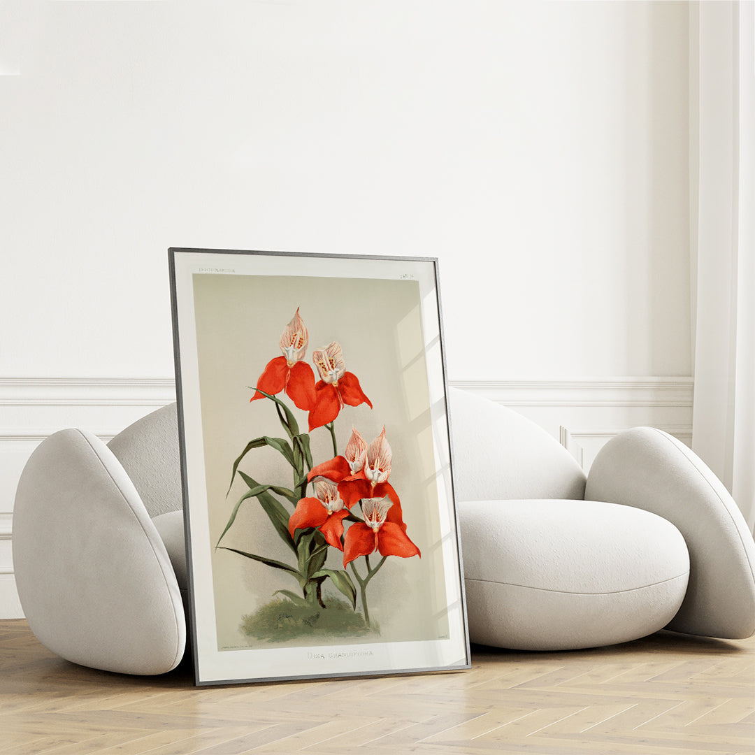 Vivid red Disa grandiflora orchids illustrated by Frederick Sander from Reichenbachia Orchids botanical artwork, framed and displayed in home decor