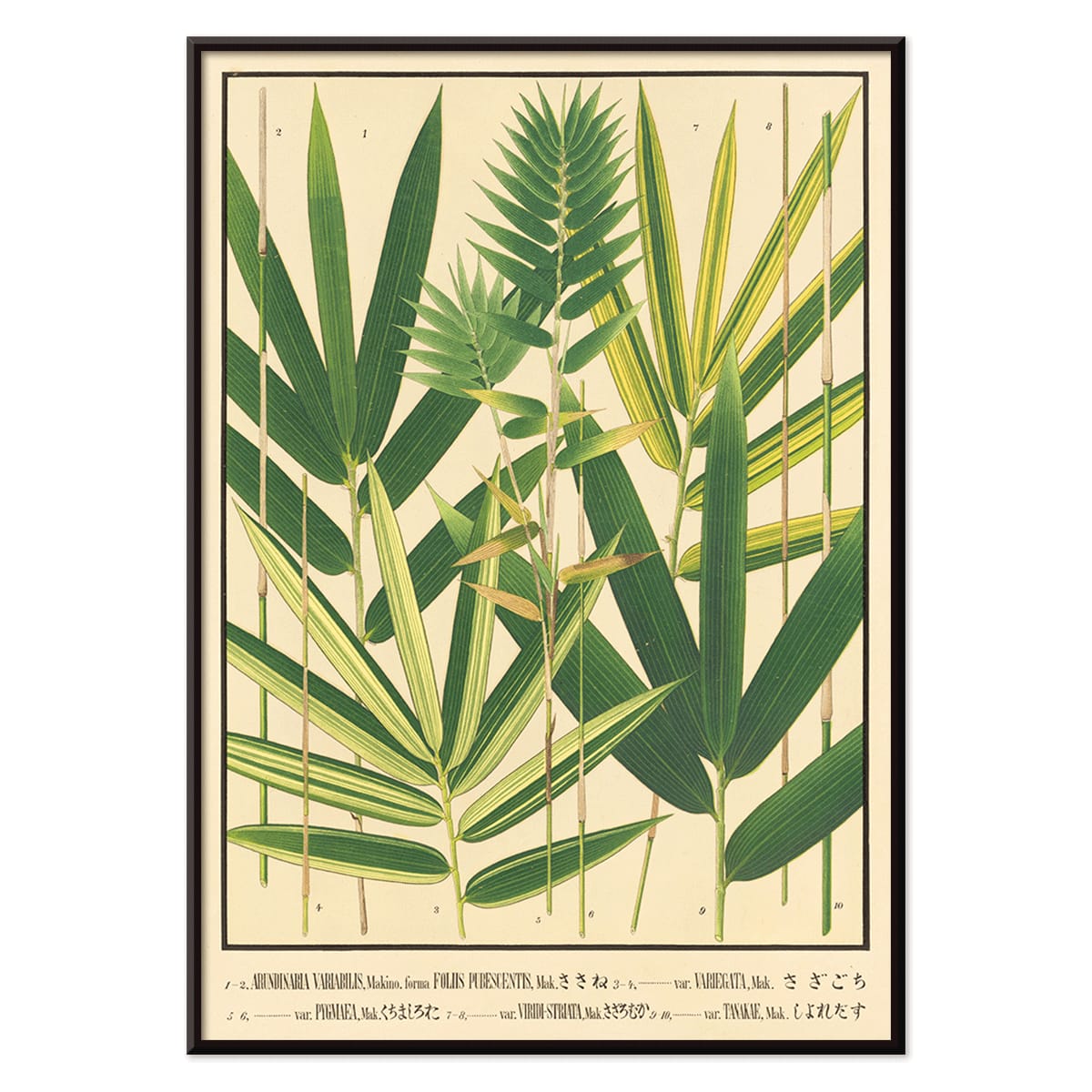 Botanical illustration and poster of Japanese bamboo species with green leaves by Yasuyoshi Shirasawa from Icones of the bamboos of Japan Nihon chikurui zufu Pl.06, with black aluminium frame on white background