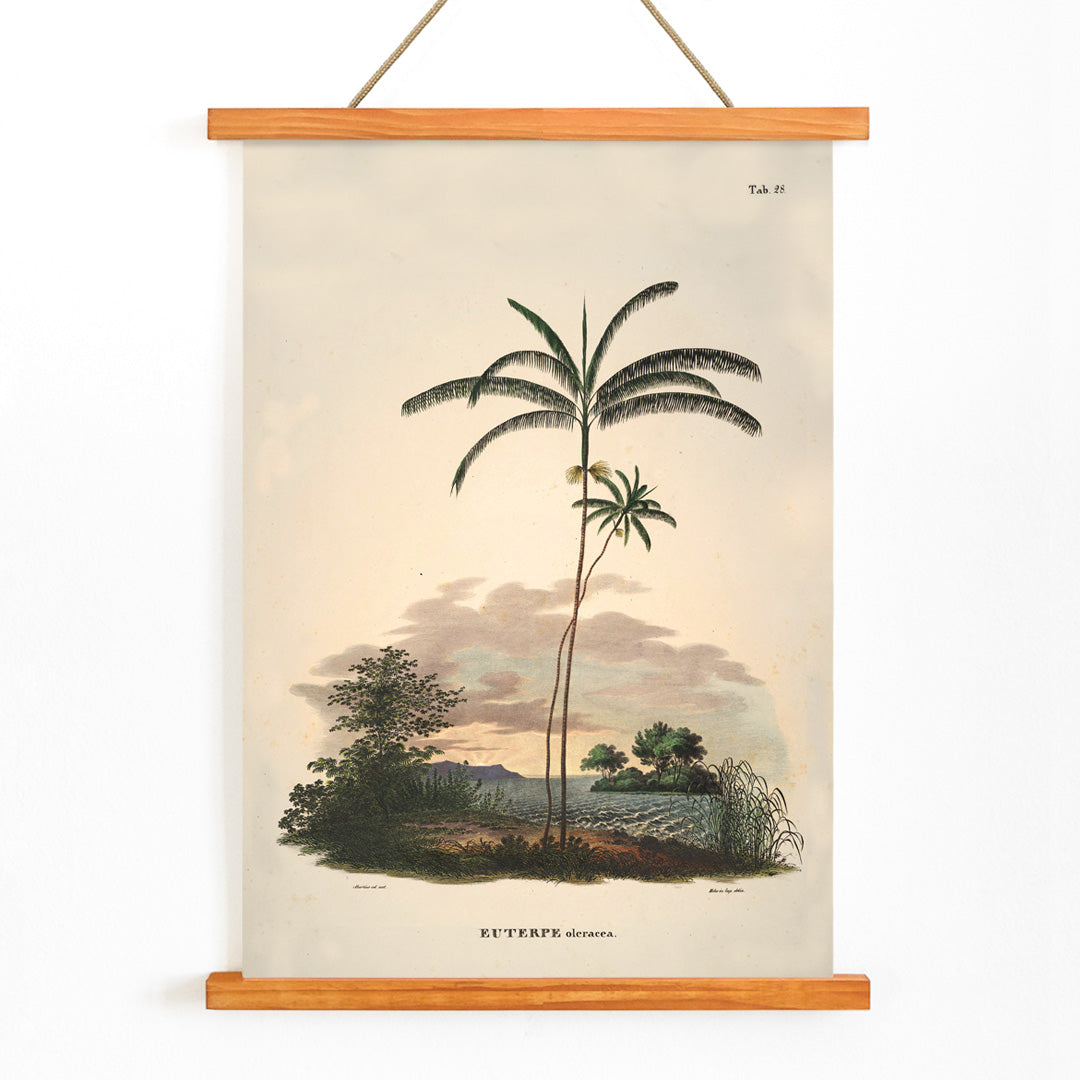 Euterpe oleracea botanical illustration and palm landscape poster by Carl Friedrich Philipp von Martius from Historia Naturalis Palmarum, with wooden magnetic frame on white background