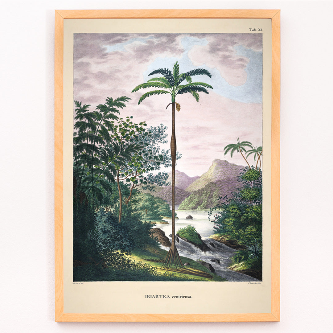 Closeup detail of Iriartea ventricosa palm tree in lush tropical landscape artwork by Carl Friedrich Philipp von Martius poster
