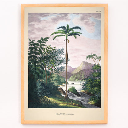 Closeup detail of Iriartea ventricosa palm tree in lush tropical landscape artwork by Carl Friedrich Philipp von Martius poster