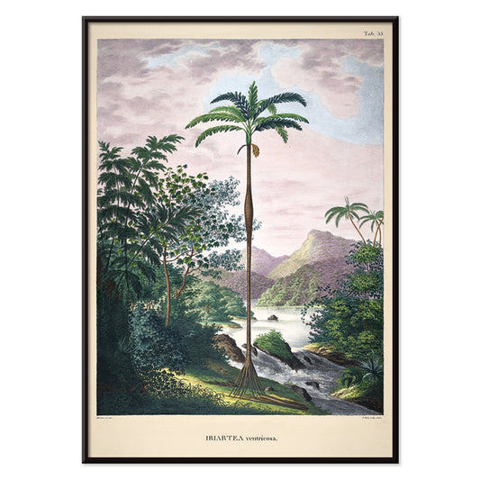 Iriartea ventricosa palm tree in lush tropical landscape artwork by Carl Friedrich Philipp von Martius poster, with black aluminium frame on white background
