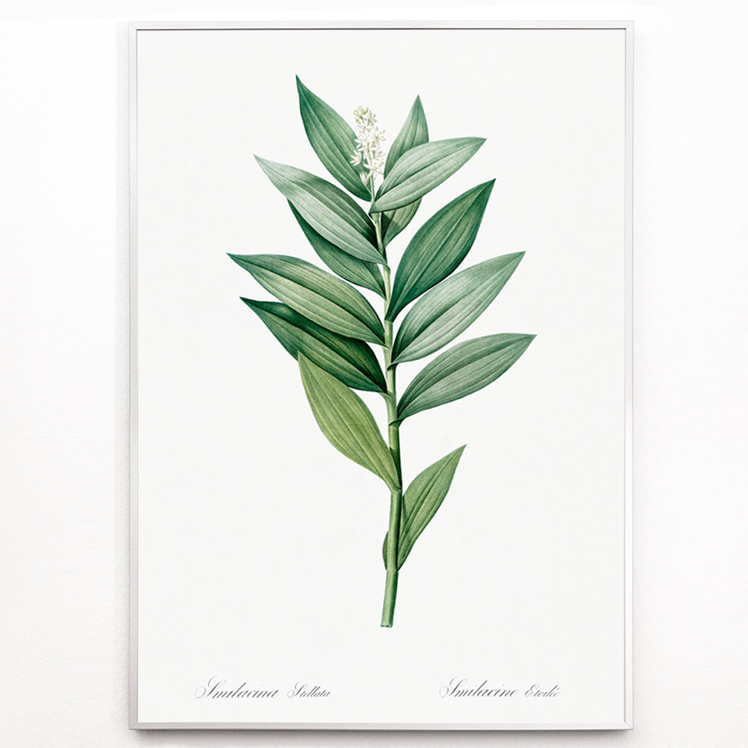 Closeup detail of Smilacina stellata botanical illustration by Pierre-Joseph Redoute from Les liliacees featuring green leaves and white flowers