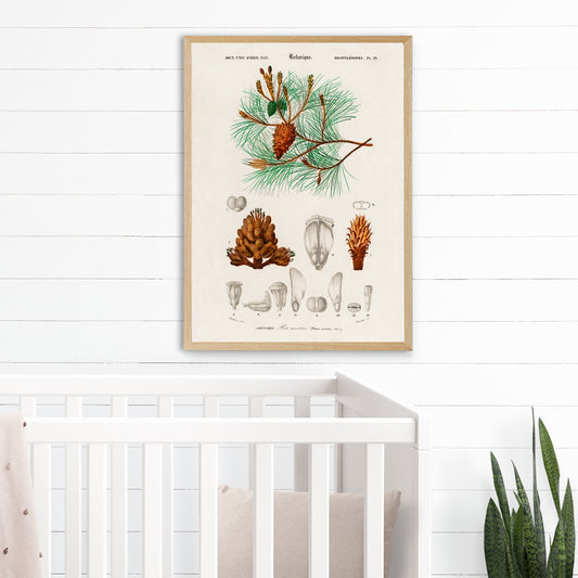 Maritime pine Pinus maritima botanical illustration by Charles Dessalines D Orbigny with detailed pine cones needles and plant parts poster artwork, framed and displayed in home decor