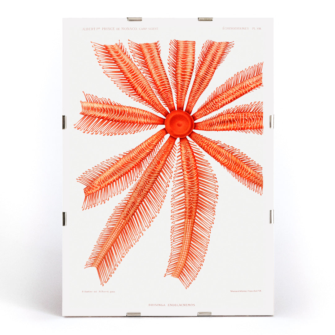 , framed and displayed in modern living room decor