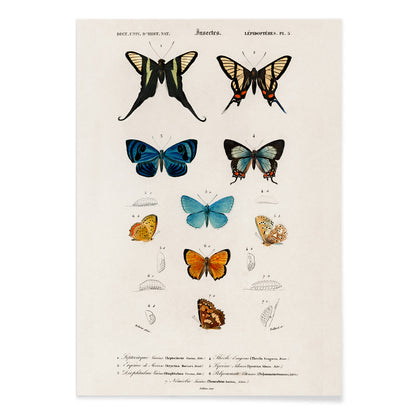 Colorful butterflies and chrysalises illustration and poster showing butterfly life stages by Charles Dessalines D Orbigny, with black aluminium frame on white background