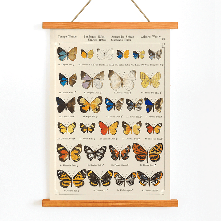 Colorful exotic butterflies and various butterfly species illustrated in intricate detail by Otto Staudinger Exotic butterflies Pl093, with wooden magnetic frame on white background