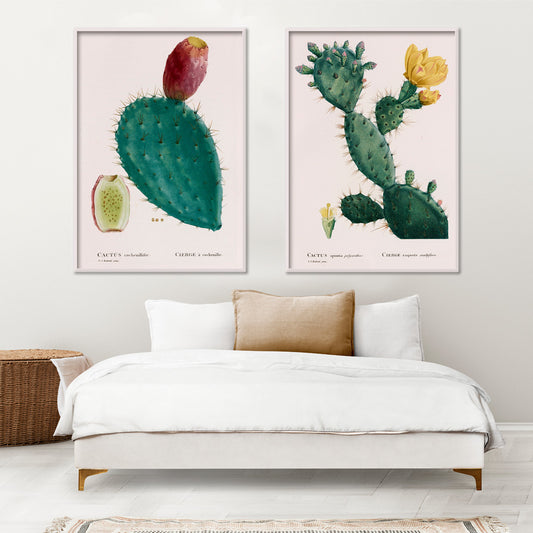 Botanical illustration poster of prickly pear cactus with fruit by PJ Redoute titled Cactus cochenillifer, framed and displayed in home decor