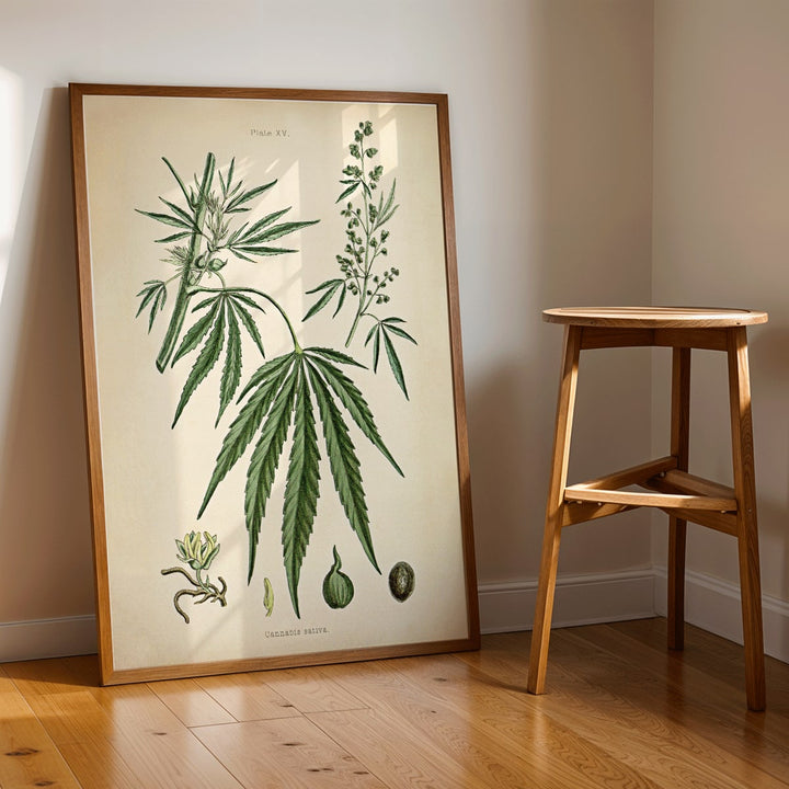 Cannabis sativa botanical illustration showing detailed plant parts leaves flowers and seeds from Cannabis Botanical Plate 2 artwork, framed and displayed in modern living room decor