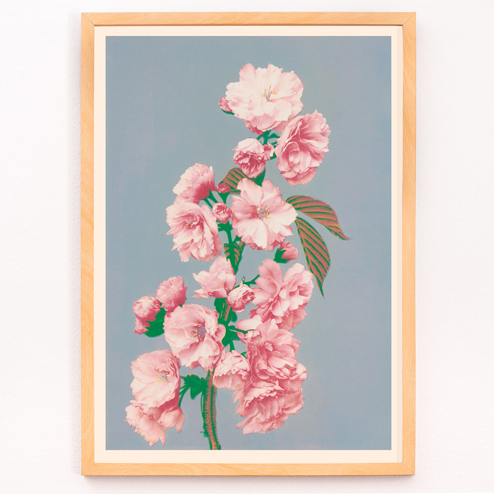 Closeup detail of Pink cherry blossom art print by Ogawa Kazumasa delicate flowers on branch poster on grey background