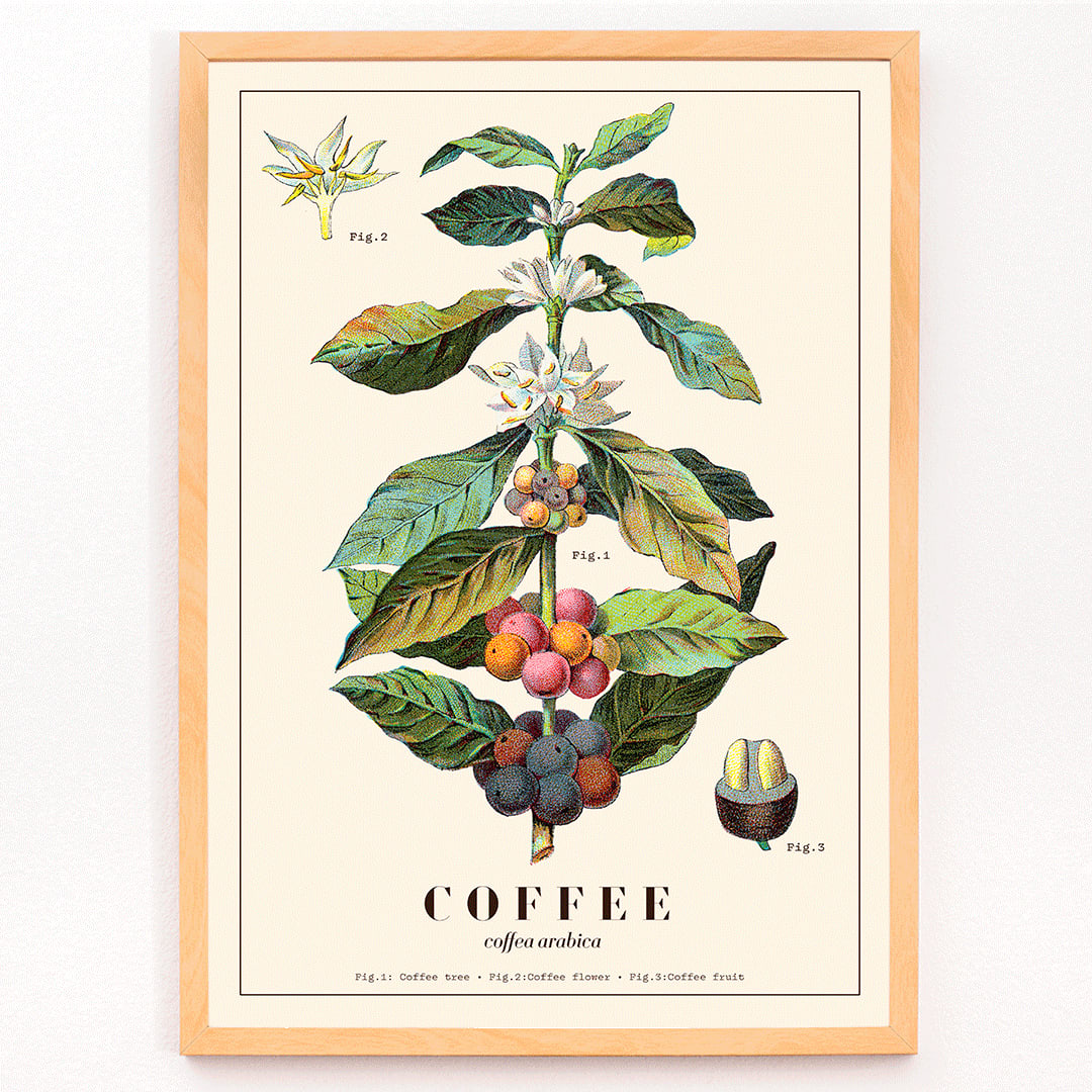 Botanical illustration of Coffea arabica plant with fruits and flowers by Davis Sacker and Perkins, framed and displayed in modern living room decor