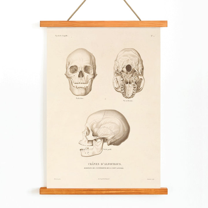 Skull illustrations by Louis-Isidore Duperrey from Voyage autour du monde Pl 104 poster and artwork, with wooden magnetic frame on white background