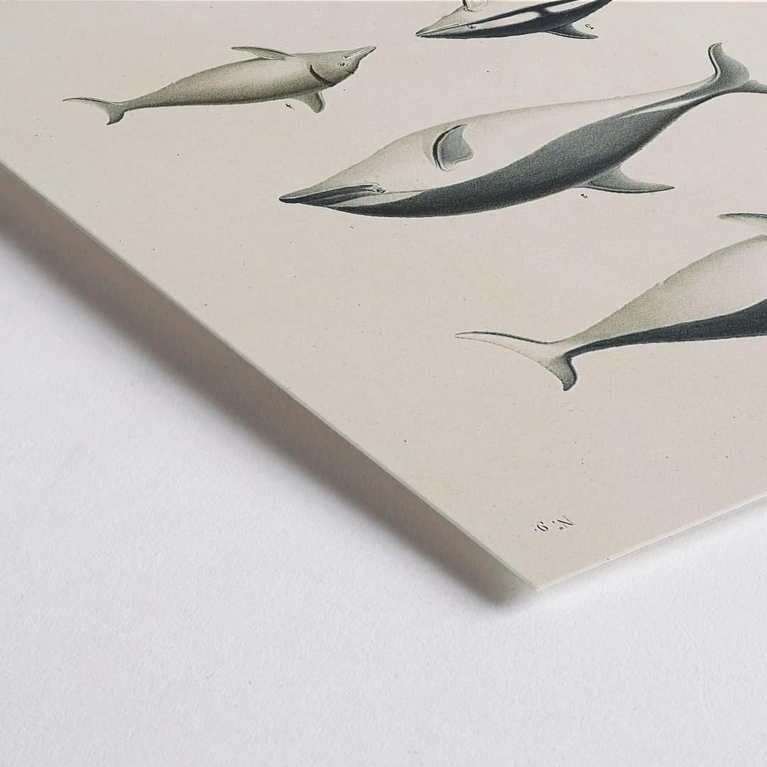 Closeup detail of Voyage autour du monde Pl.112 Dolphins illustration and poster by Louis-Isidore Duperrey showing different dolphin species