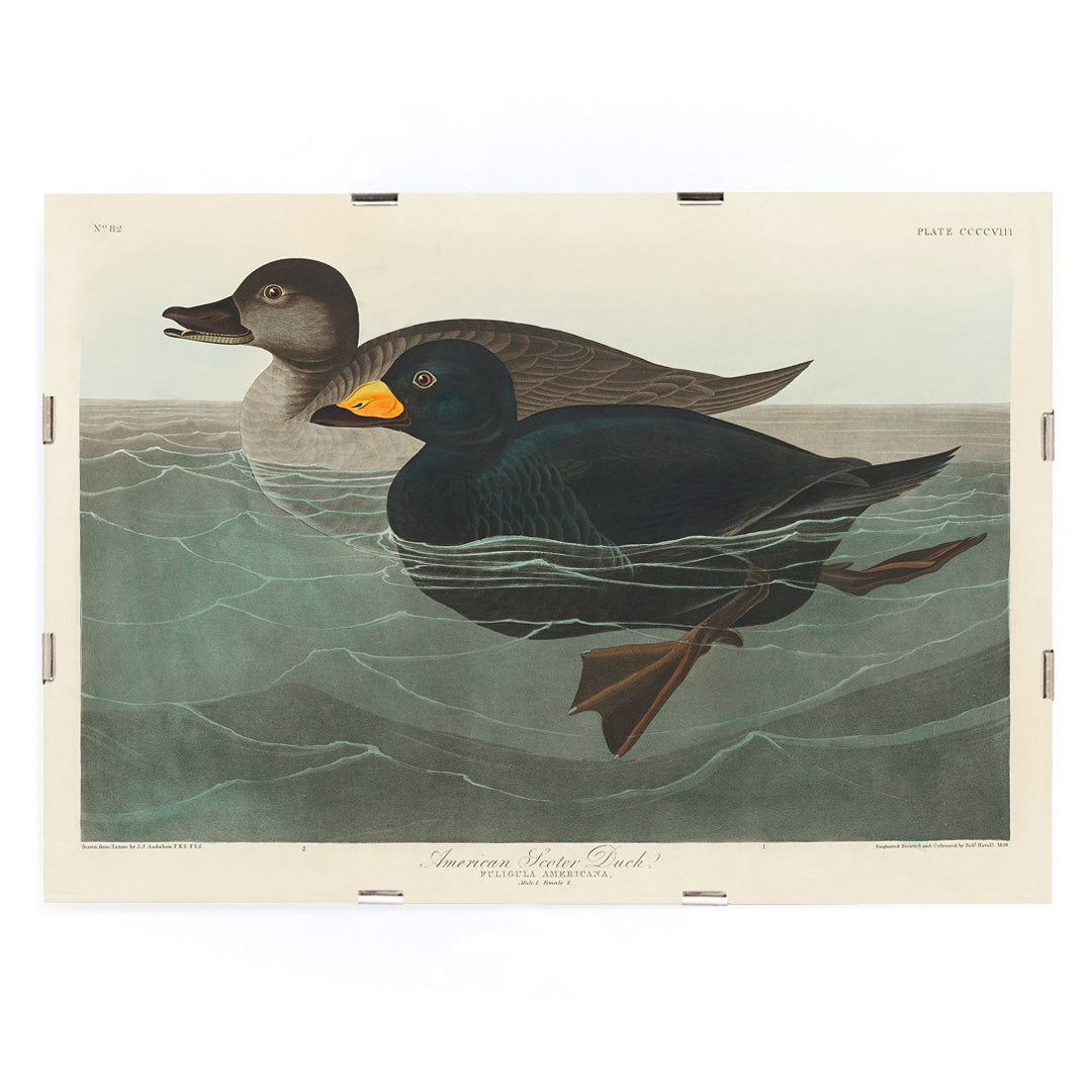 American Scoter ducks swimming in water artwork by John James Audubon Birds of America poster, framed and displayed in modern living room decor